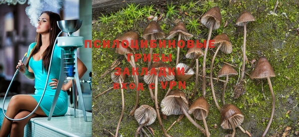 PSILOCYBIN Каменногорск